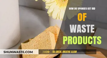Sponge Waste Disposal: Unveiling Their Unique Waste Elimination Mechanisms