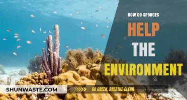Sponges: Unsung Eco-Heroes in Marine Ecosystems and Beyond