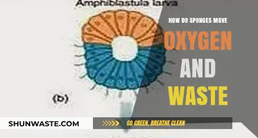 Sponge Circulation Secrets: Oxygen and Waste Movement Explained