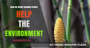 Spore-Bearing Plants: Eco-Friendly Heroes Boosting Biodiversity and Soil Health
