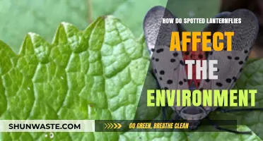 Spotted Lanternflies: Environmental Impact and Ecosystem Disruption Explained