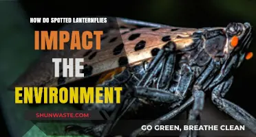Spotted Lanternflies: Environmental Threats and Ecosystem Disruption Explained