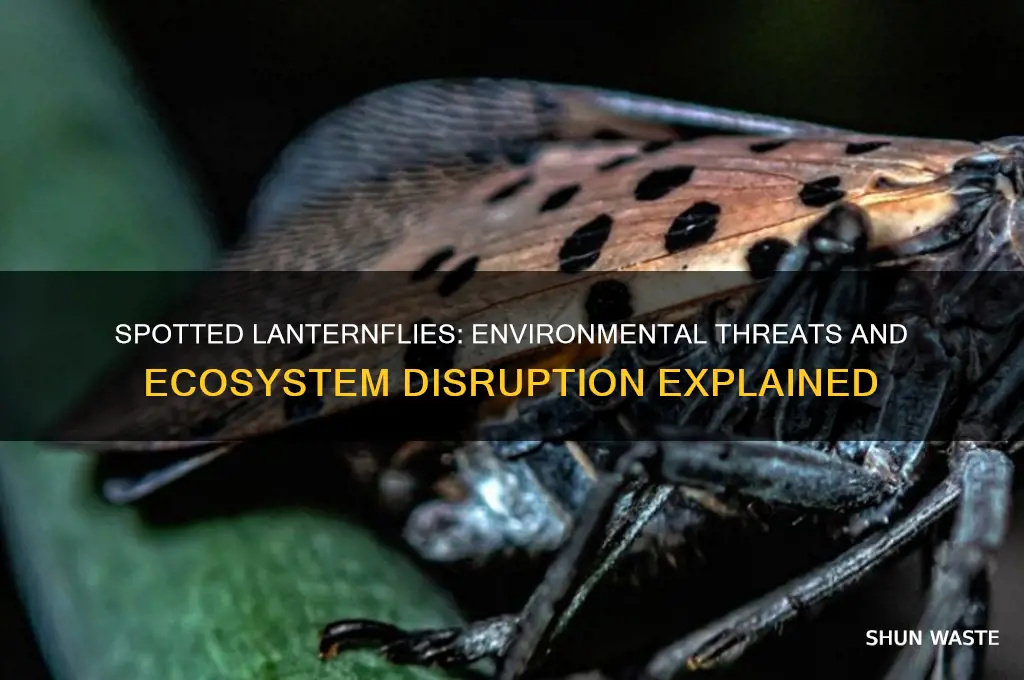 how do spotted lanternflies impact the environment