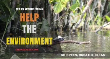 Spotted Turtles: Unsung Heroes in Maintaining Healthy Aquatic Ecosystems