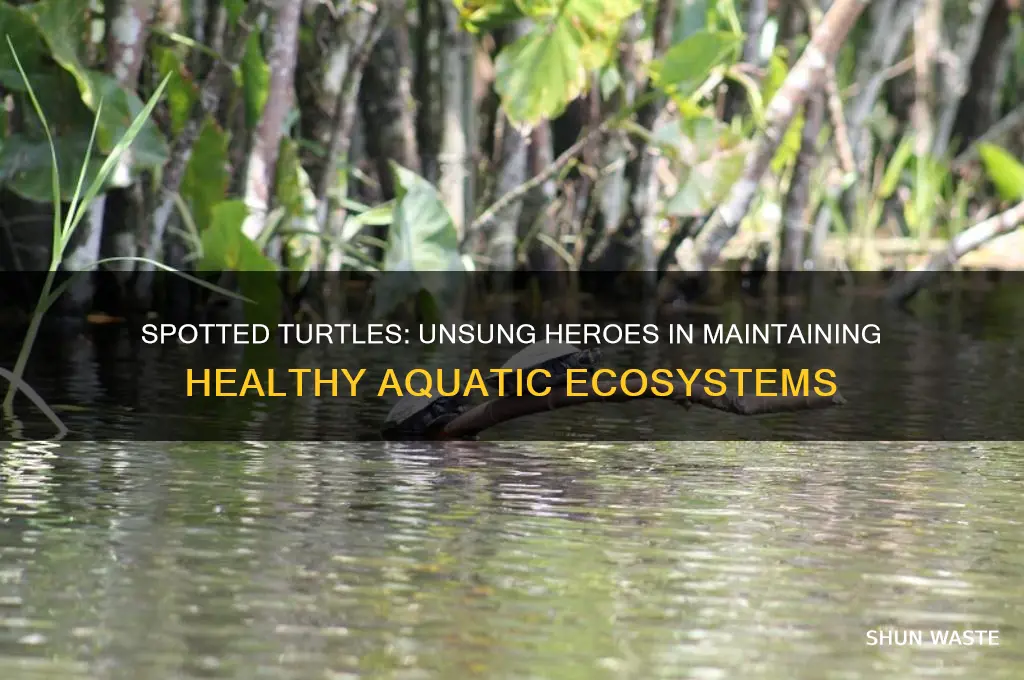 how do spotted turtles help the environment