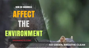Squirrels' Ecological Impact: Shaping Forests, Seed Dispersal, and Biodiversity