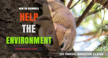 Squirrels' Surprising Role: Boosting Ecosystems and Forest Health Naturally