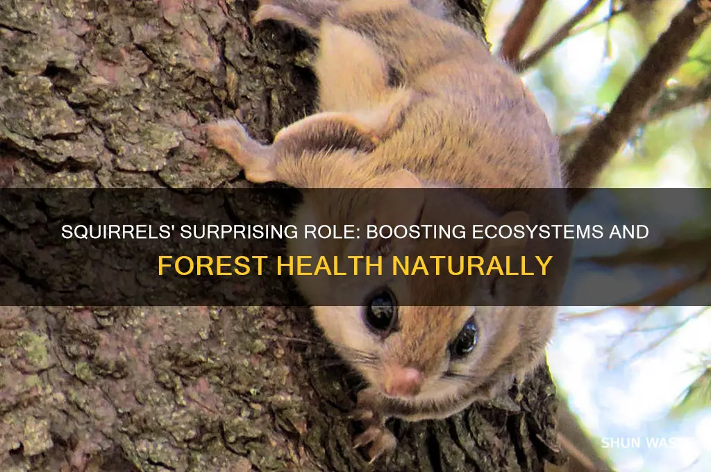 how do squirrels help the environment