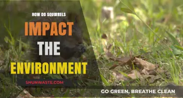 Squirrels' Ecological Role: Shaping Forests, Seed Dispersal, and Biodiversity Impact