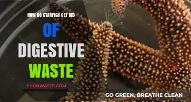 Starfish Waste Disposal: Unveiling Their Unique Digestive Waste Elimination Process