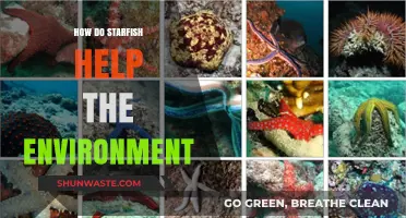 Starfish: Unsung Heroes in Ocean Health and Ecosystem Balance