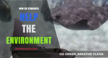 Stingrays' Vital Role in Marine Ecosystems and Environmental Balance