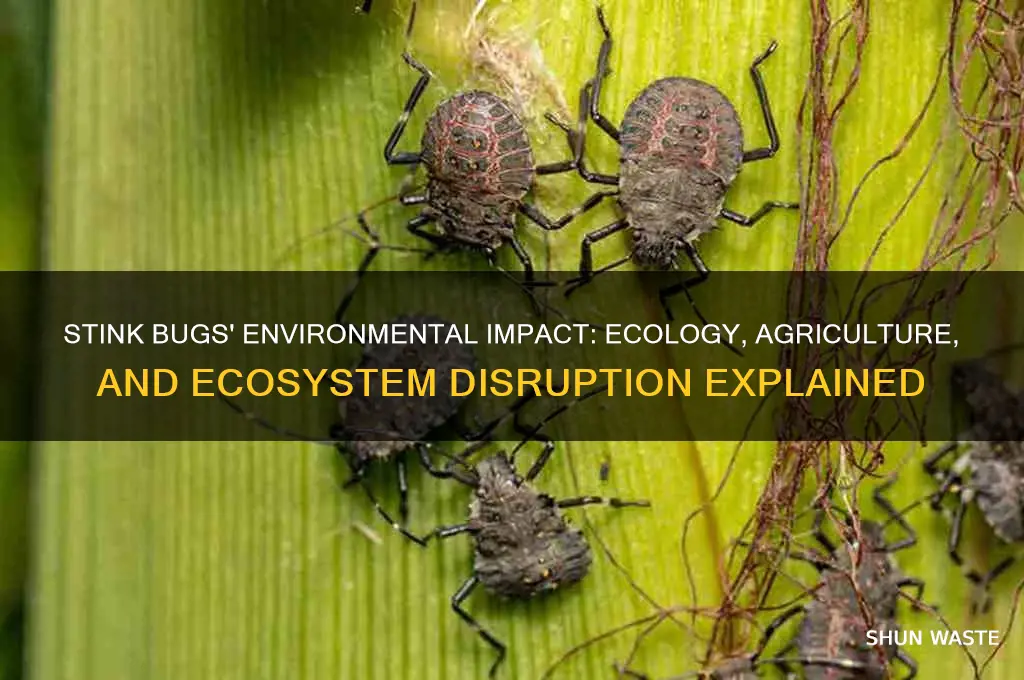 how do stink bugs affect the environment