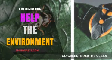 Stink Bugs: Unsung Heroes in Ecosystem Balance and Pest Control