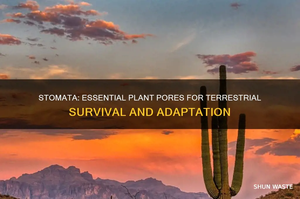 how do stomata help plants survive in a terrestrial environment