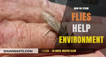Stoneflies: Unsung Heroes in Preserving Freshwater Ecosystems and Biodiversity