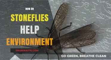 Stoneflies: Unsung Heroes in Maintaining Healthy Freshwater Ecosystems
