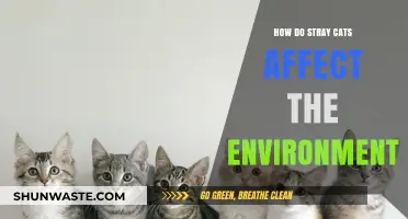 Stray Cats' Environmental Impact: Challenges and Conservation Concerns Explored
