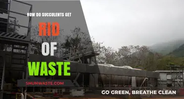 Succulent Waste Disposal: How These Plants Eliminate Toxins Naturally