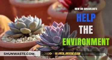 Succulents' Eco-Friendly Impact: Enhancing Air Quality and Conserving Water