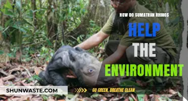 Sumatran Rhinos: Vital Guardians of Forest Ecosystems and Biodiversity