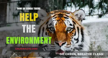 Sunda Tigers: Vital Guardians of Ecosystem Balance and Biodiversity