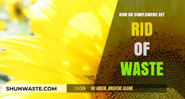 Sunflowers' Waste Management: How These Plants Dispose of Toxins Naturally