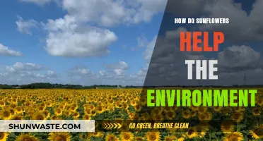 Sunflowers: Nature's Eco-Friendly Heroes Boosting Soil, Biodiversity, and Air Quality