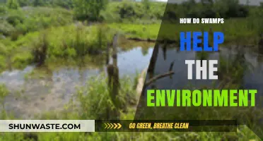 Swamps: Nature's Unsung Heroes in Environmental Protection and Balance