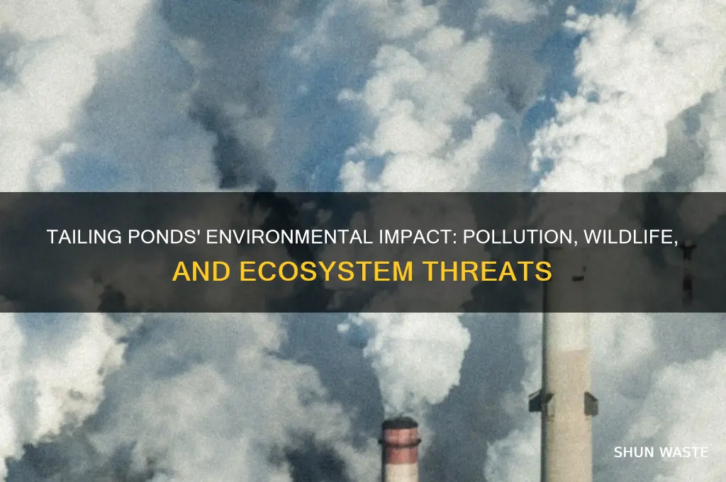how do tailing ponds affect the environment