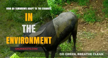 Tamaraw Resilience: Adapting to Environmental Shifts in Mindoro's Wilds