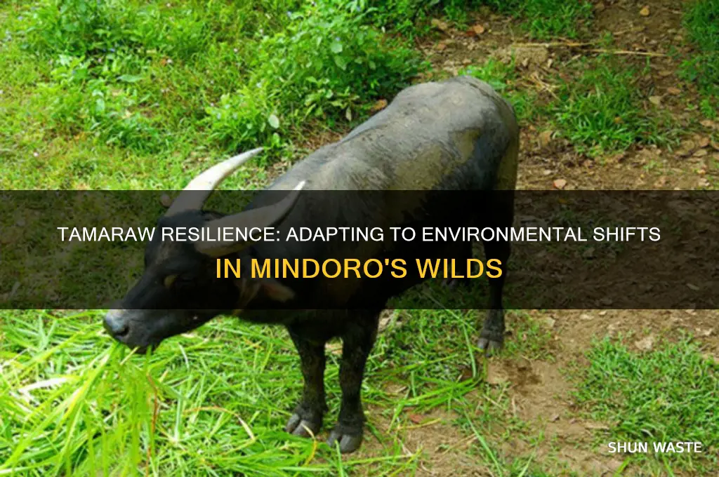 how do tamaraws adapt to the changes in the environment