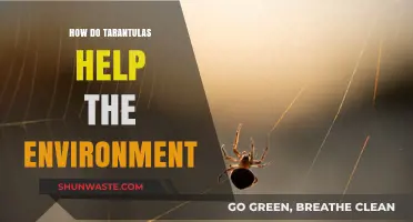 Tarantulas: Unsung Heroes in Maintaining Ecosystem Balance and Biodiversity