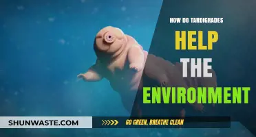 Tardigrades: Tiny Environmental Heroes and Their Ecological Impact
