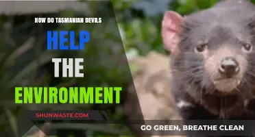 Tasmanian Devils: Unsung Heroes in Australia's Ecosystem Restoration