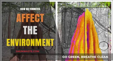 Termite Impact: Environmental Effects and Ecosystem Roles Explained
