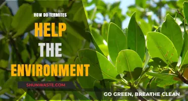 Termites: Unseen Eco-Heroes Shaping Soil, Recycling Nutrients, and Boosting Biodiversity