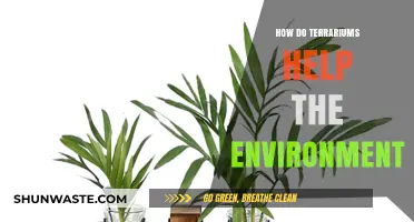 Terrariums: Eco-Friendly Mini Ecosystems for a Greener Environment