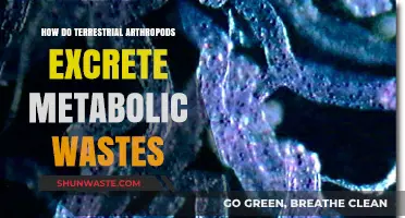 Terrestrial Arthropods' Metabolic Waste Excretion: Mechanisms and Adaptations