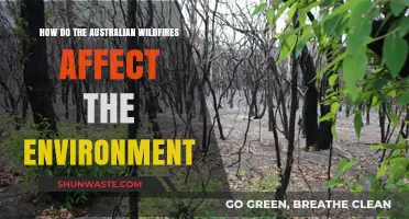 Australian Wildfires: Devastating Impacts on Ecosystems, Wildlife, and Climate