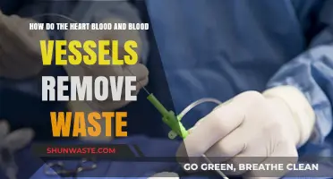 How the Heart, Blood, and Vessels Eliminate Waste Efficiently
