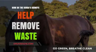 How Horse Kidneys Efficiently Eliminate Waste: A Detailed Explanation