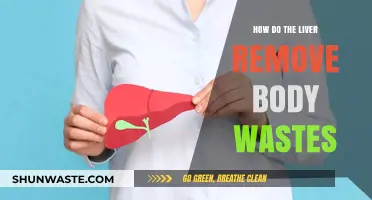 How the Liver Detoxifies and Eliminates Body Wastes Effectively