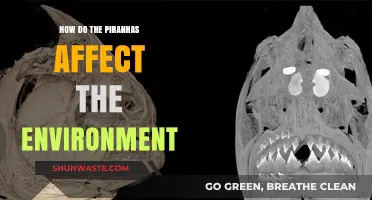 Piranhas' Ecological Impact: Balancing Predator Roles and Aquatic Ecosystems