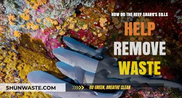 Reef Shark Gills: Efficient Waste Removal and Respiratory Function Explained