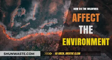 Wildfires' Devastating Impact: Environmental Consequences and Long-Term Effects