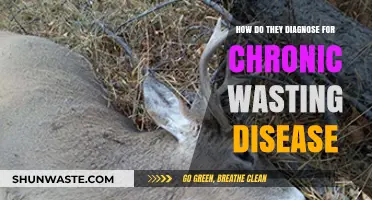 Diagnosing Chronic Wasting Disease: Methods, Tests, and Early Detection Strategies