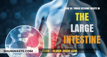 Understanding How Food Transforms into Waste in the Large Intestine