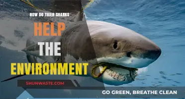 Tiger Sharks: Vital Predators Sustaining Marine Ecosystem Balance and Health