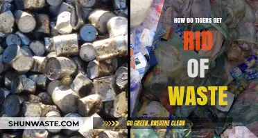 Tiger Waste Disposal: Understanding How These Big Cats Eliminate Waste